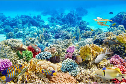 CaterRina ocean floor scenery poster for home aquarium decoration
