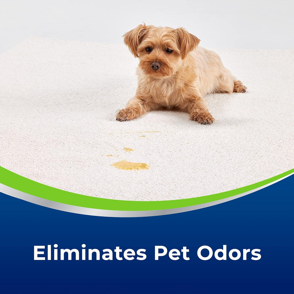 Pet stain removal demonstration with Bissell Woolite
