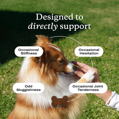 PetLab Co. Joint Care Chews soft canine supplement pieces outside the bottle
