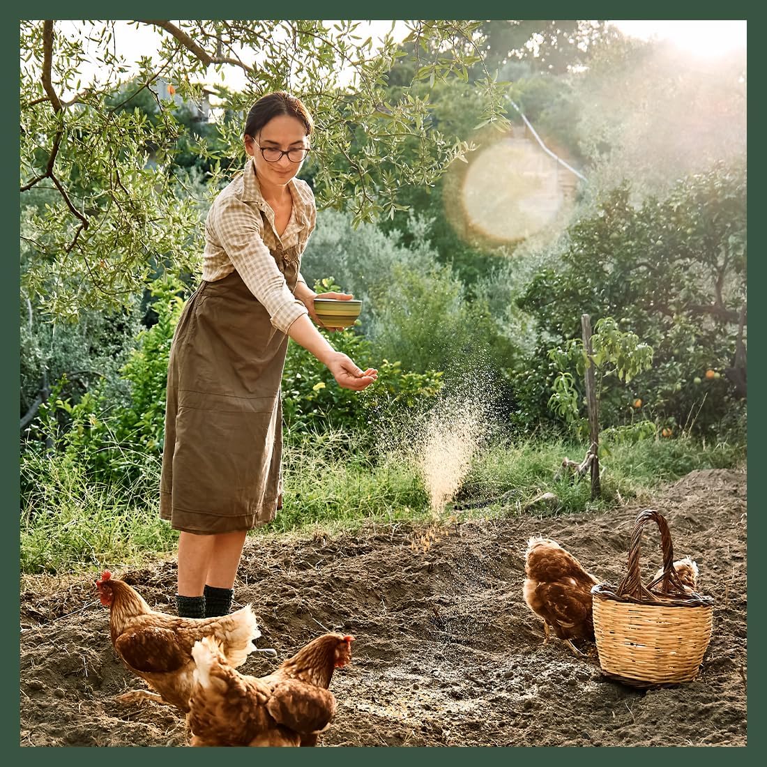 Fresh aromatic chicken coop refresher blend in a rustic nesting box setting