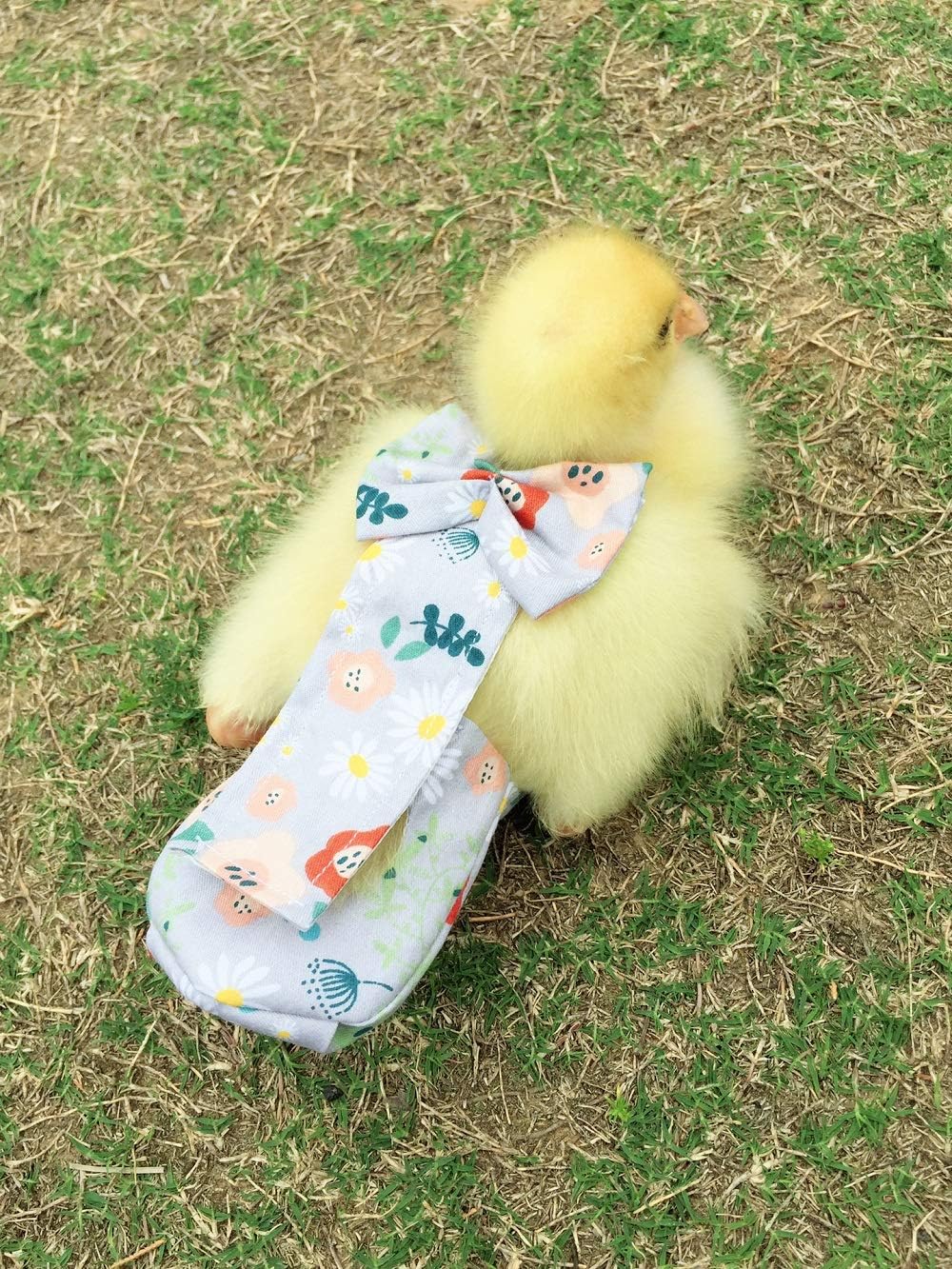Side profile of chicken wearing HEZHUO protective diaper