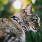Close-up of the over-engineered plastic quick-release safety clip on the adjustable cat collar.