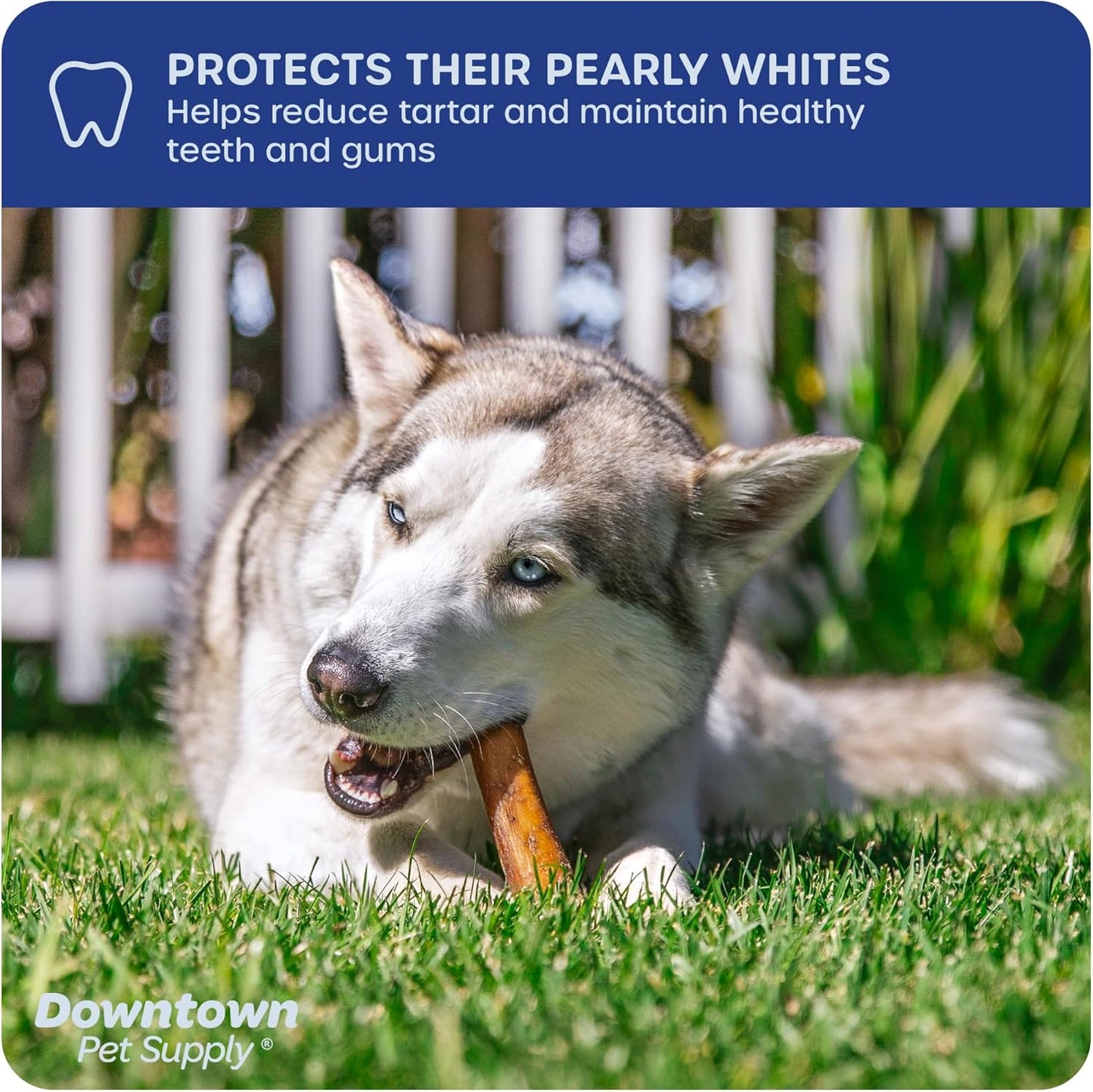 Premium USA sourced high protein healthy dog snacks close up