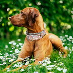 Durable nylon material texture of wide dog collar