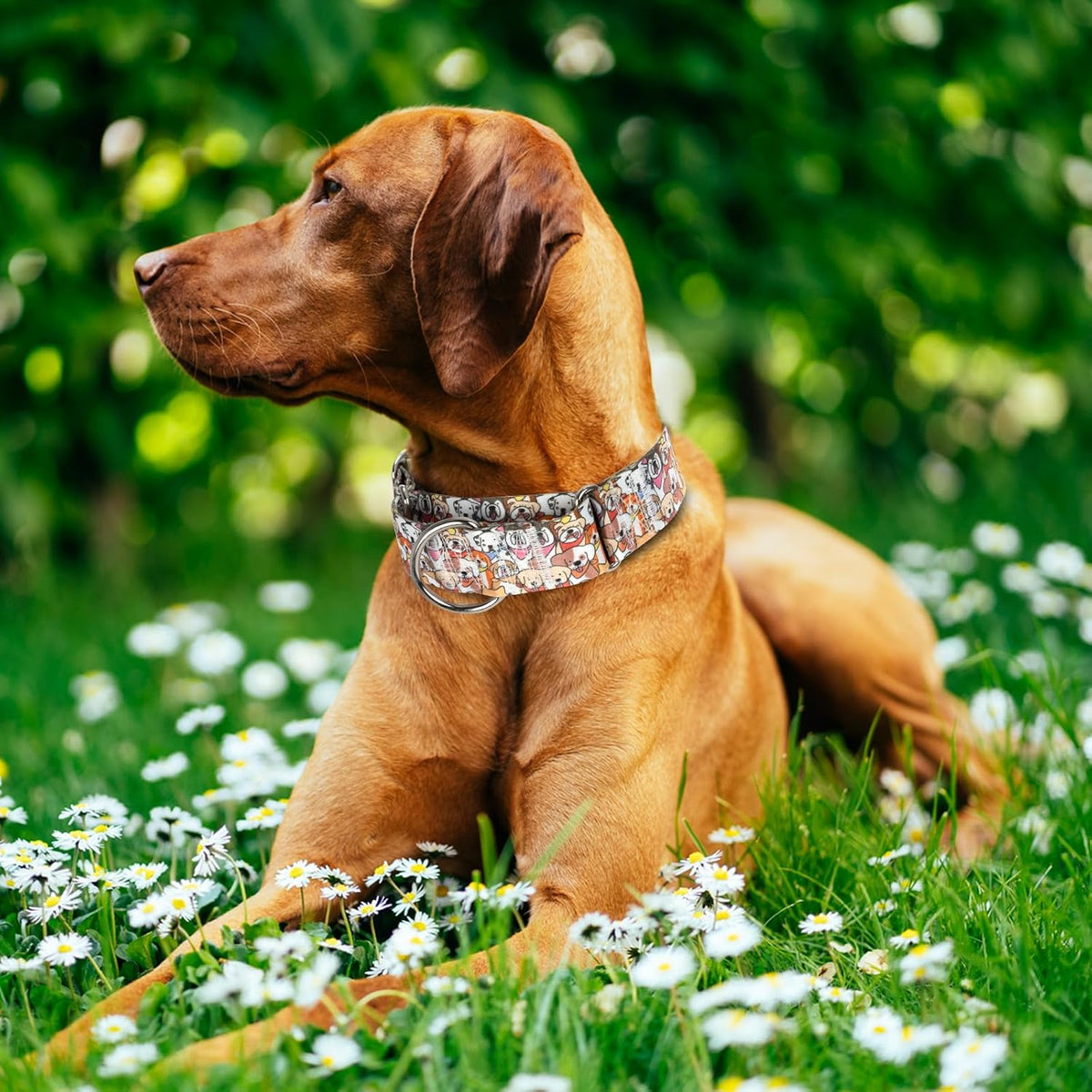 Durable nylon material texture of wide dog collar