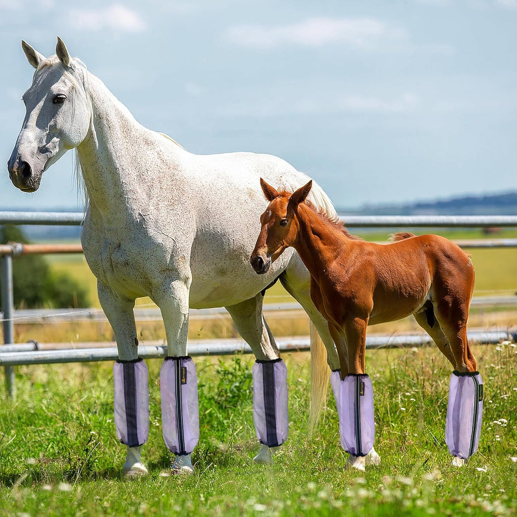 Purple MIYABALA equine fly leggings spread out on clean surface
