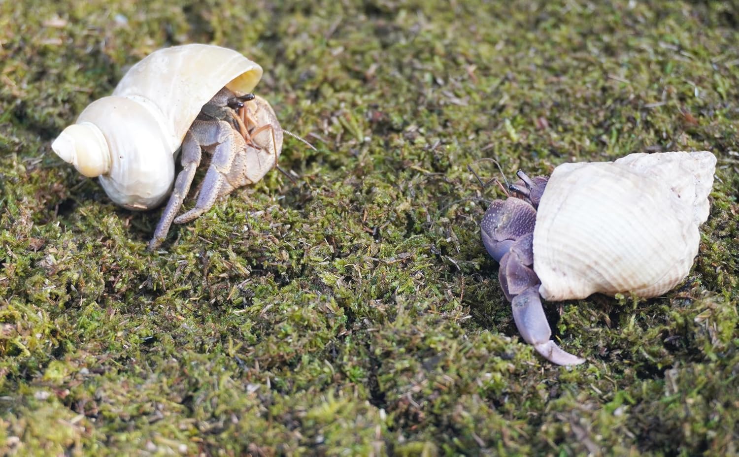 Close up view of clean dye free fibrous texture of Jinymral crab bedding