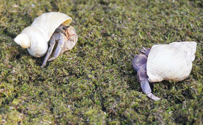Close up view of clean dye free fibrous texture of Jinymral crab bedding