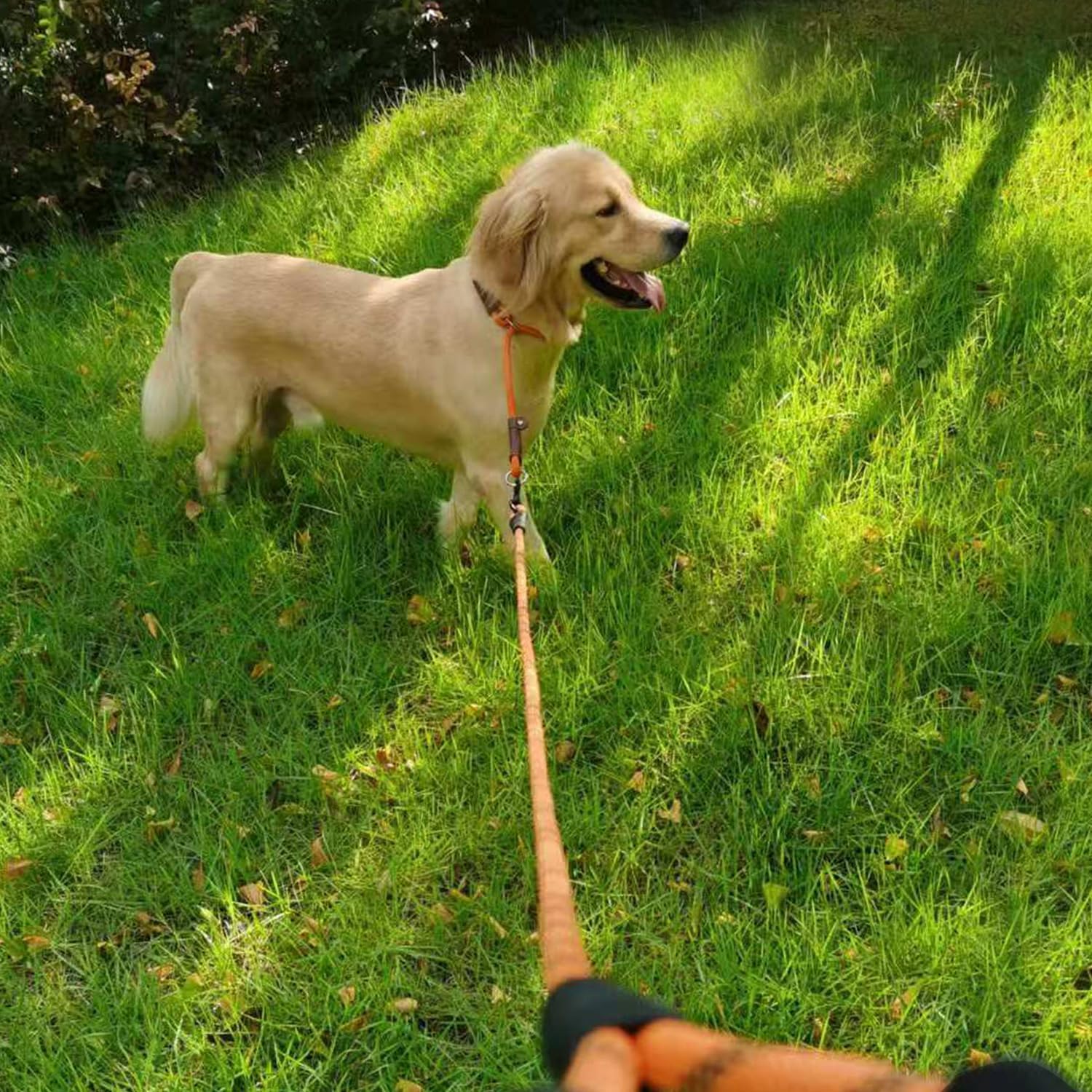 MayPaw black rope slip collar durable pet accessory packaging view