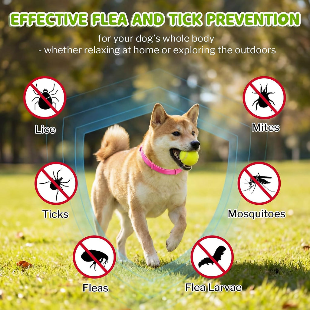 Dog wearing pink Monipgu tick collar outdoors