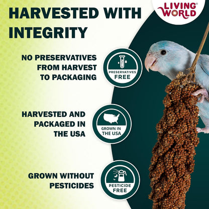 Sun-ripened millet spray clusters for pet birds