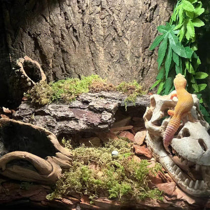 Natural wood reptile habitat climbing wall suitable for geckos, snakes, and chameleons.