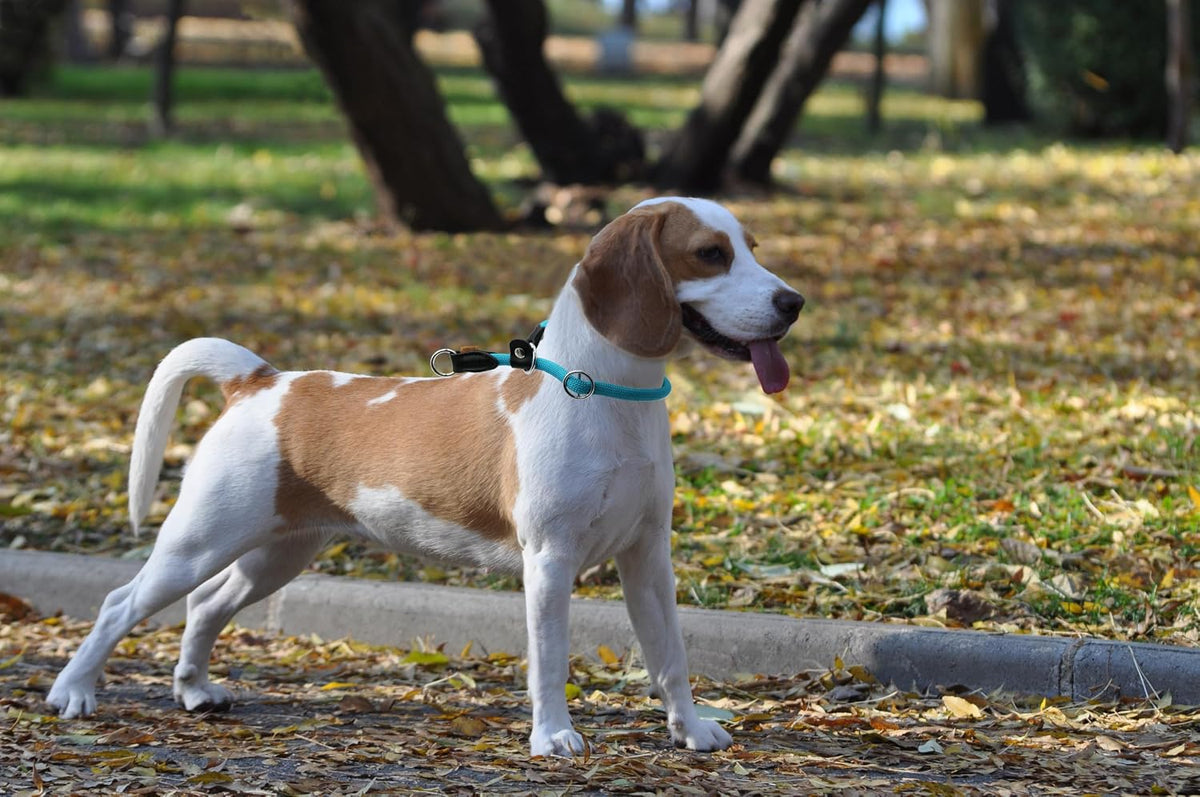 Light blue braided round slip collar showing genuine leather accents.