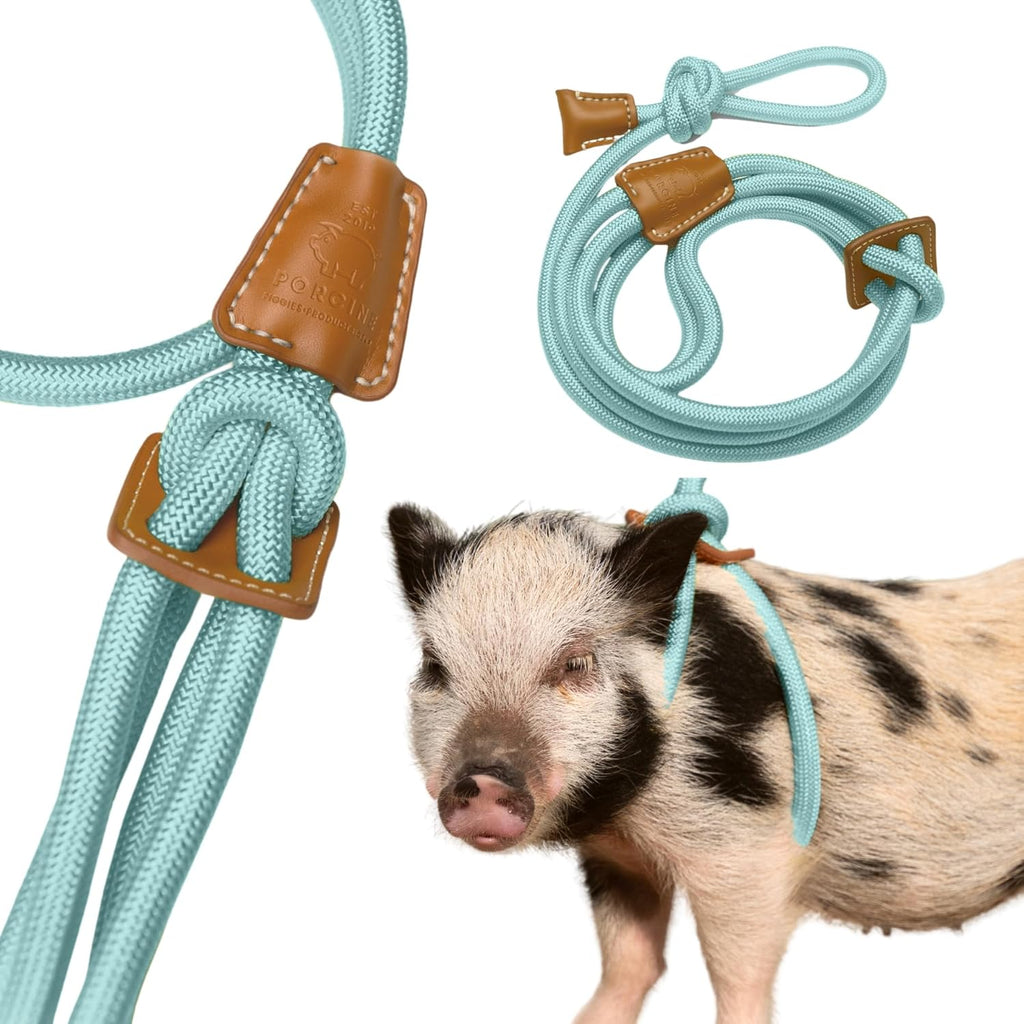 Porcine mini pig harness and leash in eggshell blue front view