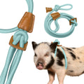 Porcine mini pig harness and leash in eggshell blue front view