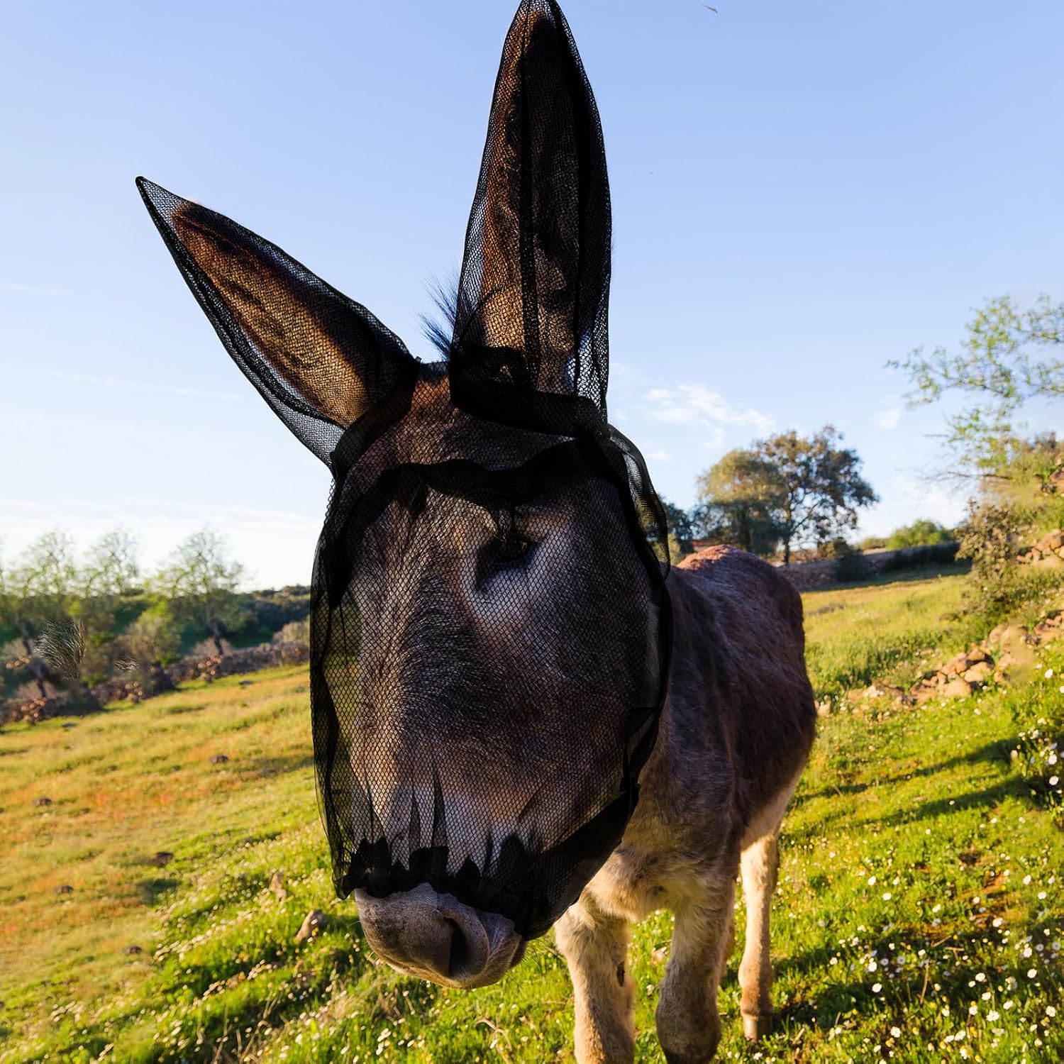 Donkey wearing comfortable breathable fly mask during outdoor use