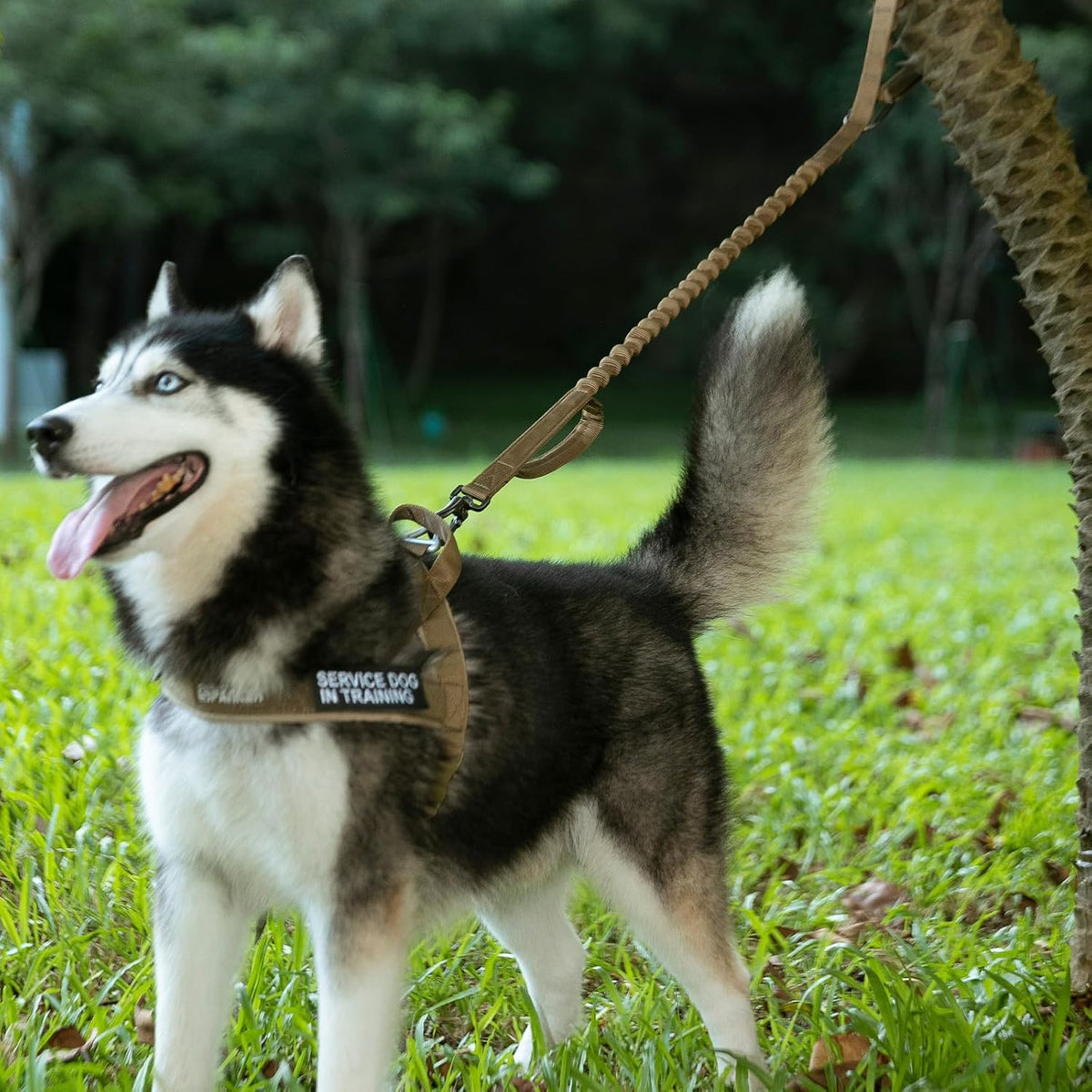 Excellent Elite Spanker durable elastic training leash designed for medium and large breeds
