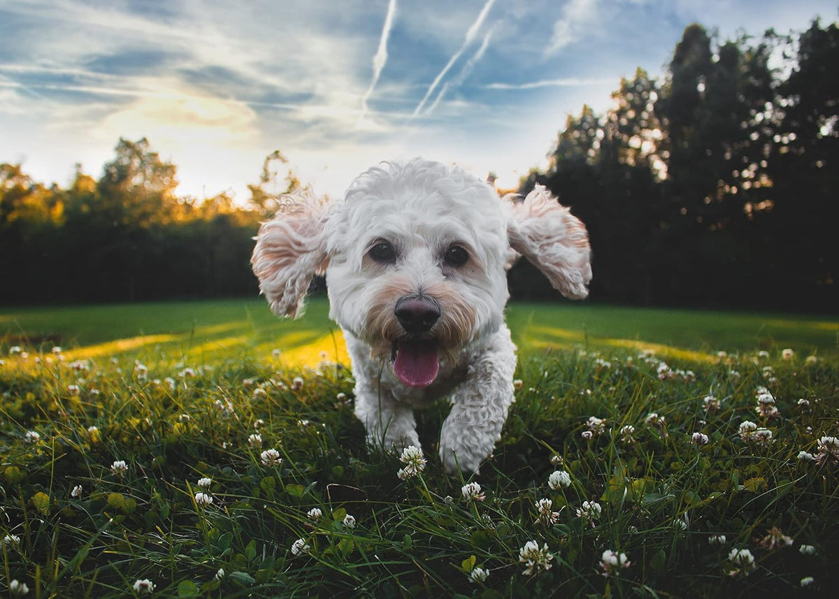 ShengKou flea and tick formula for indoor and outdoor use