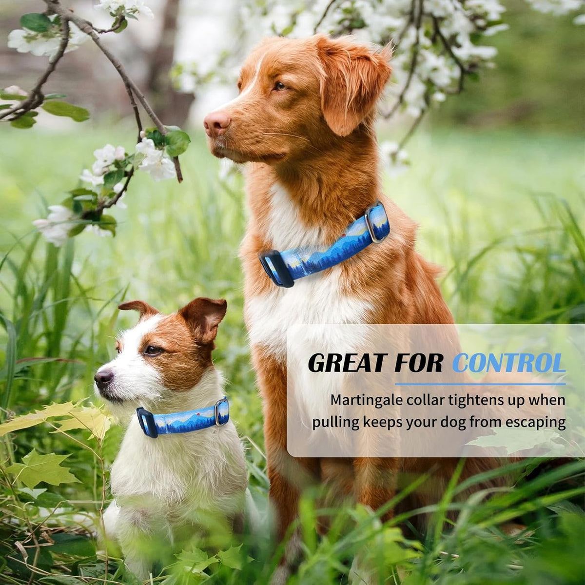 Hikiko imported premium dog neck collar for gentle walking control.