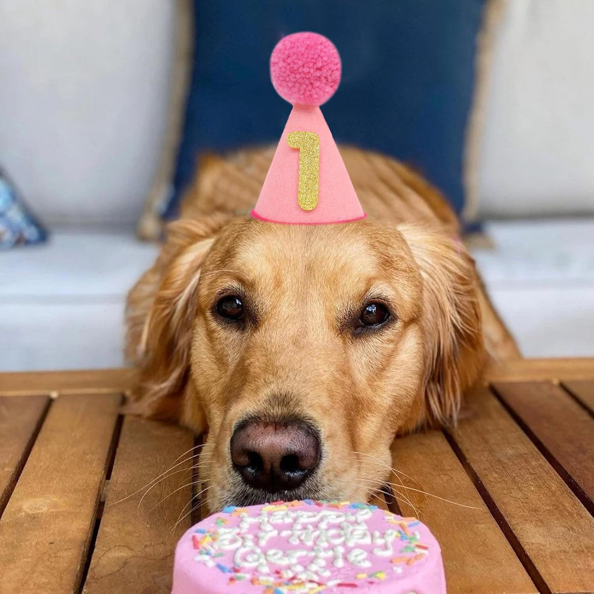 Pet birthday hat showing interchangeable number slots