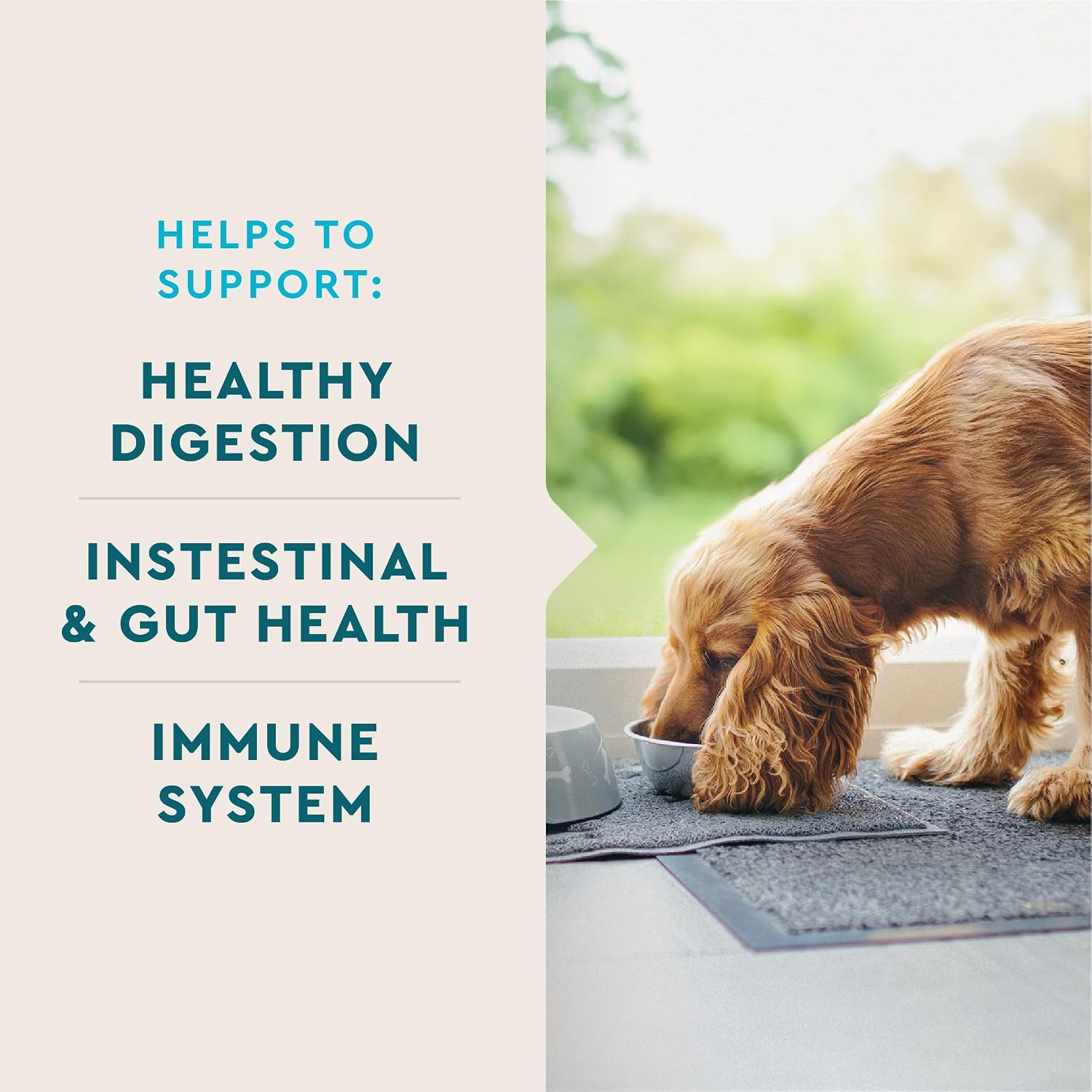 VetIQ dog digestive health soft chews 180 count container