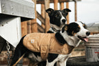 Quilted nylon lining inside Carhartt insulated dog jacket