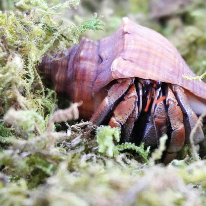 Begeterday hermit crab substrate for humidity control and foraging