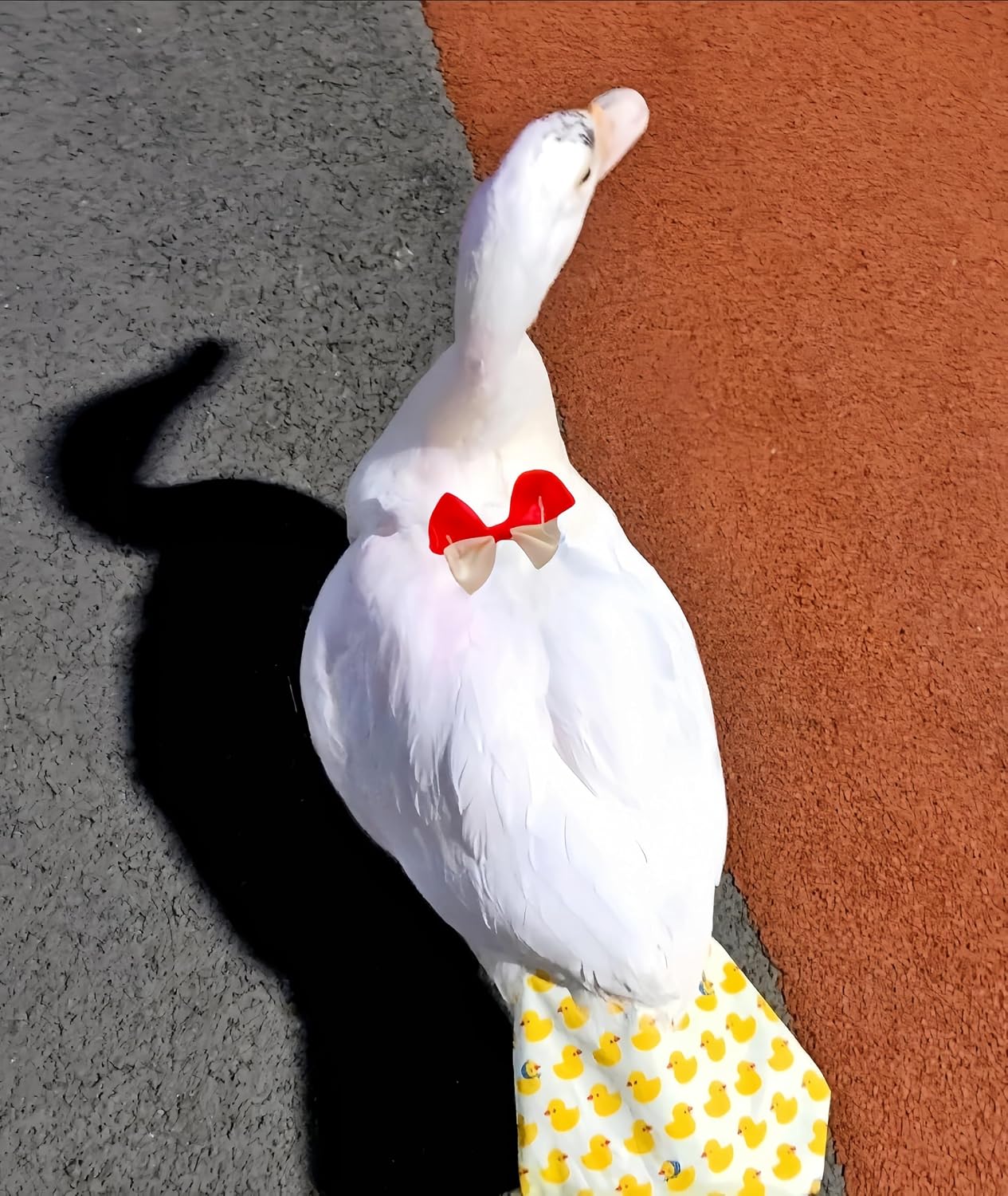 Magnoloran reusable pet clothes for geese and ducks featuring a comfortable H shaped strap design.