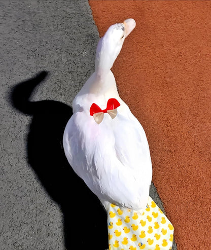 Magnoloran reusable pet clothes for geese and ducks featuring a comfortable H shaped strap design.