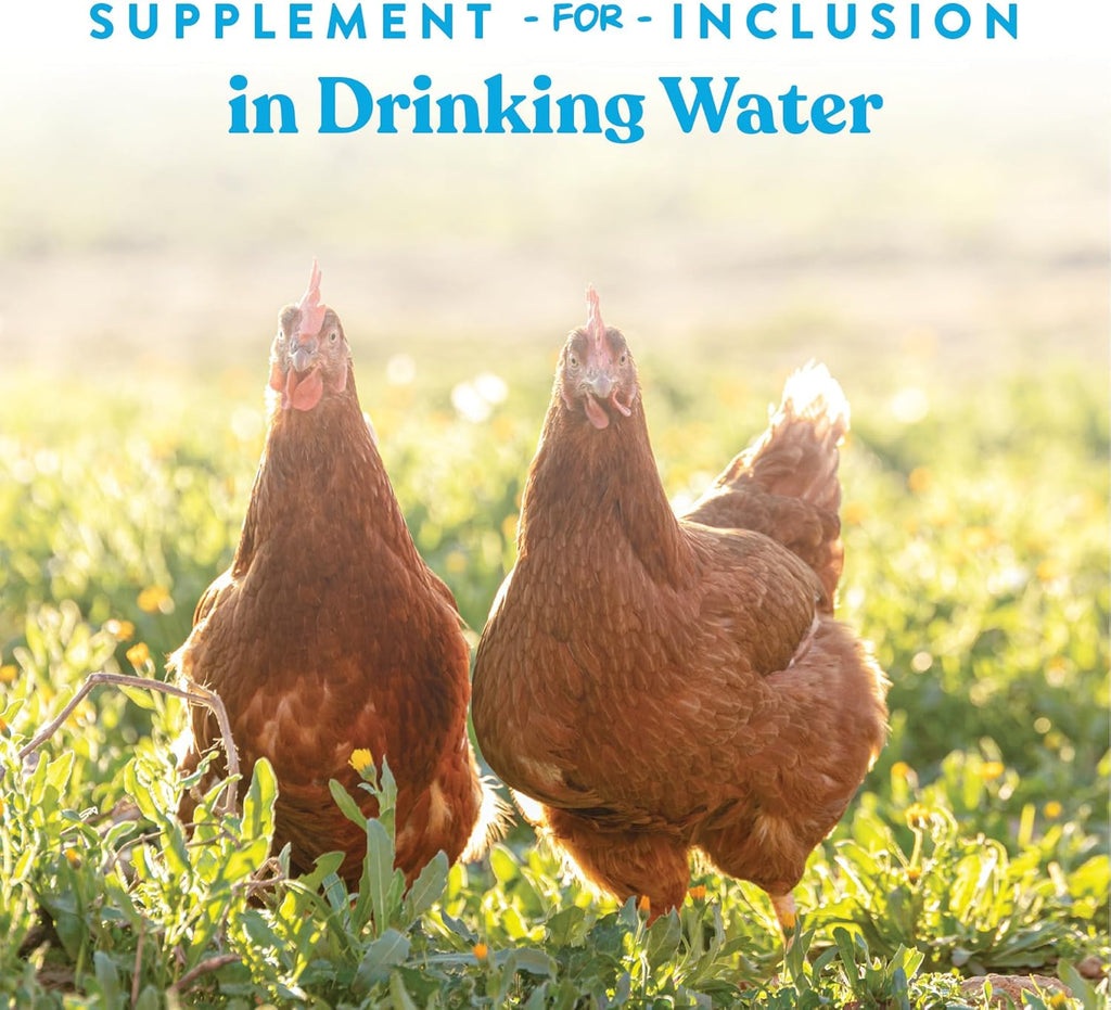 Happy chickens drinking water treated with Manna Pro Hydro-Hen supplement.