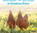 Happy chickens drinking water treated with Manna Pro Hydro-Hen supplement.