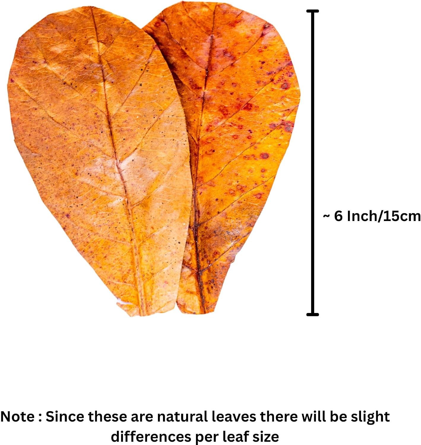 Educational display of 10 count Indian Almond leaf pack