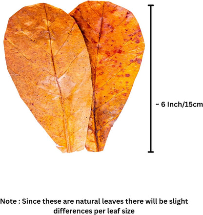 Educational display of 10 count Indian Almond leaf pack