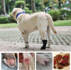 Etial wound recovery boot worn on dog paw