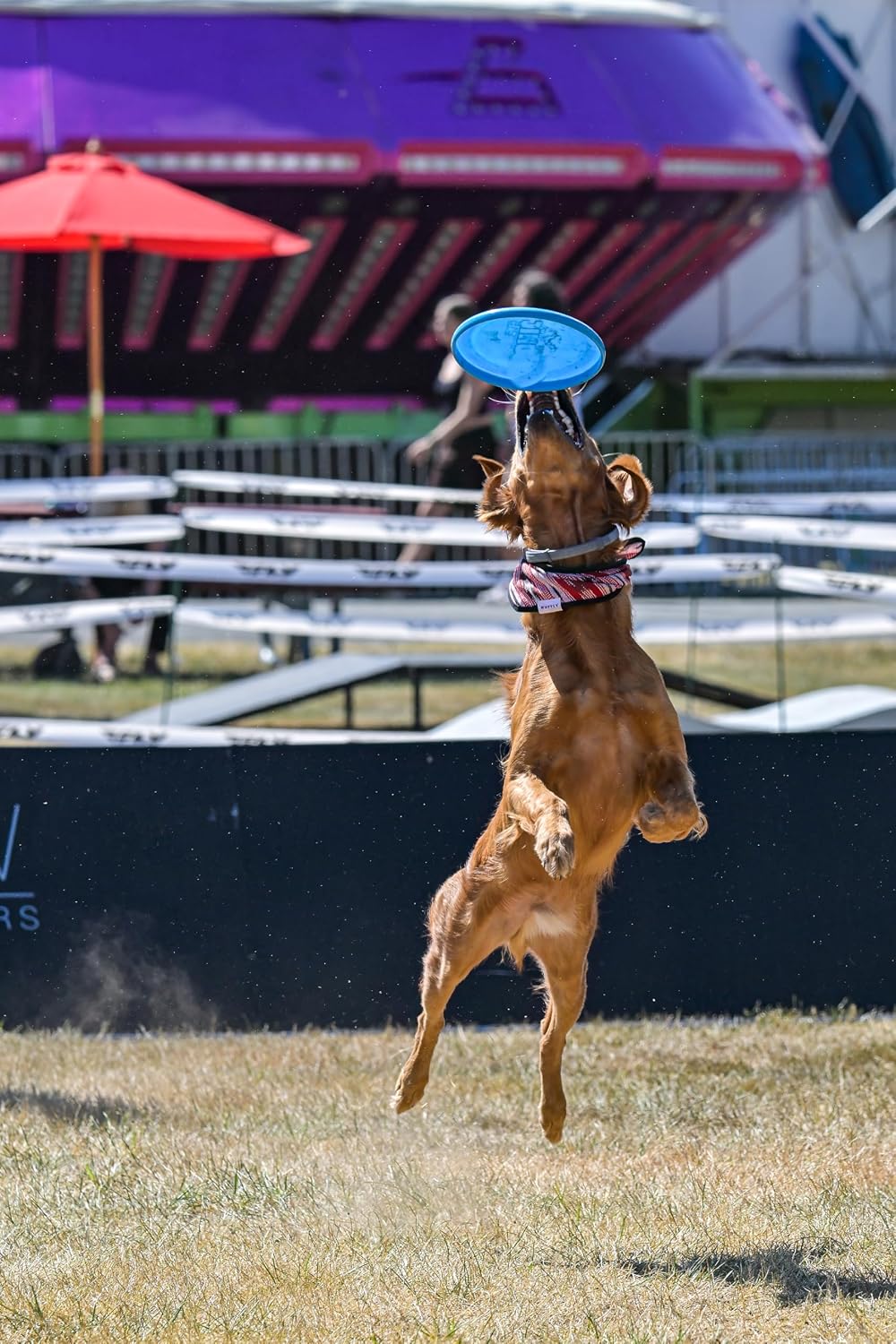Hero Disc USA dog training frisbee in outdoor setting
