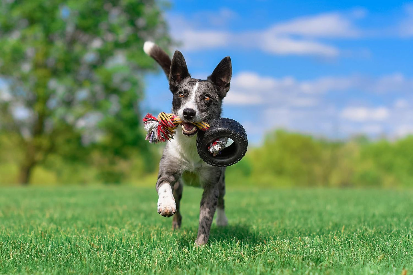 Heavy duty six inch rubber tire dog chew toy for large breeds