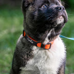 Close up of the rectangular and oval shape slots on Styquenzer pet ID tag silencer.