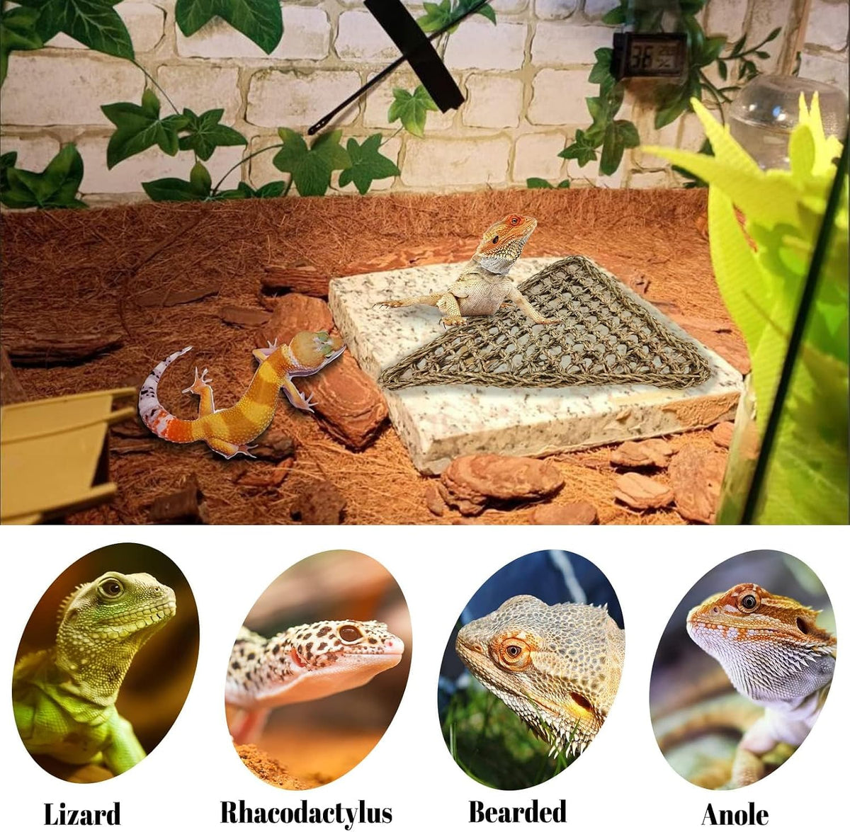 PINVNBY dual size seagrass hammock set for bearded dragons