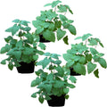 The Three Company live catnip plant four pack front view for feline stress relief