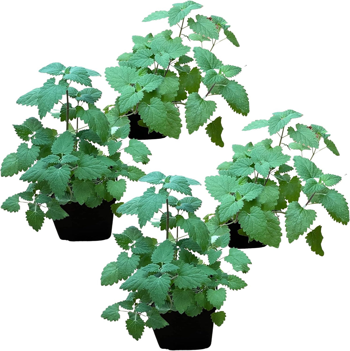 The Three Company live catnip plant four pack front view for feline stress relief