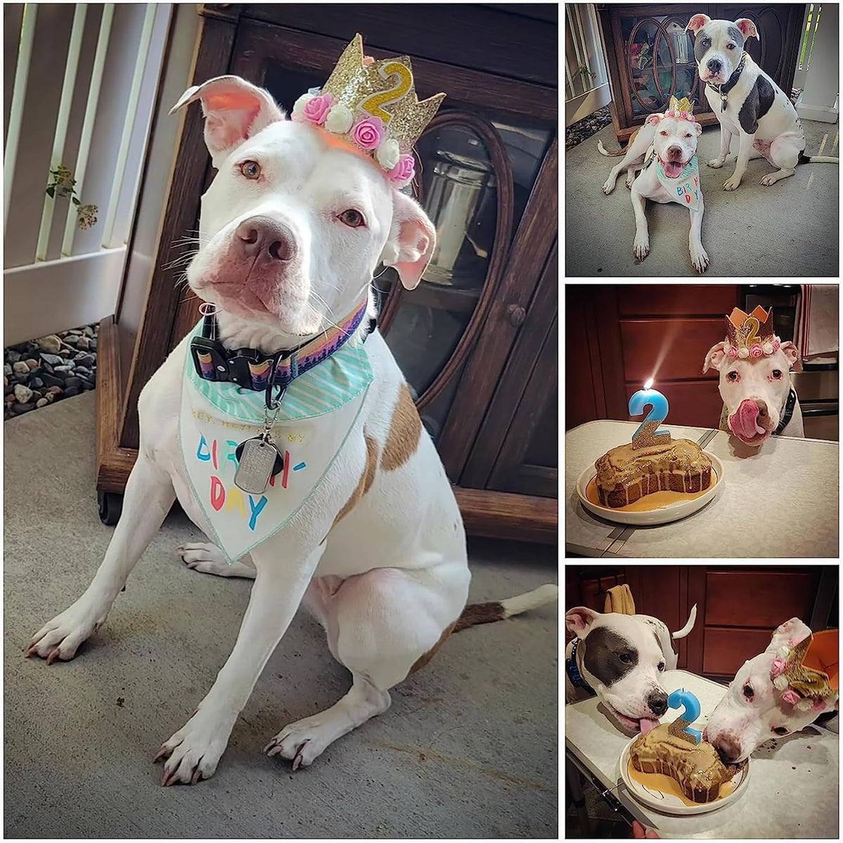 Posapet reusable dog birthday crown showing interchangeable number charms