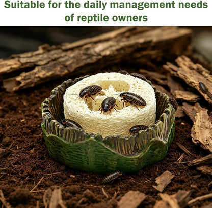 Top down view of reptile feeder dish and sponges