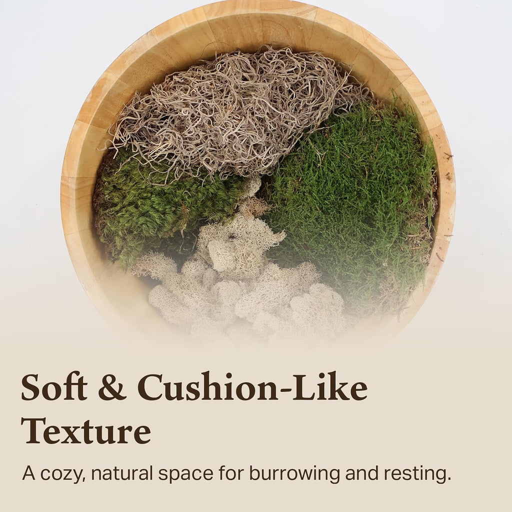Botanical variety pack arranged for terrarium landscaping