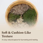 Botanical variety pack arranged for terrarium landscaping