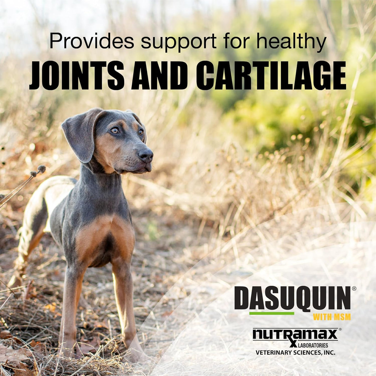 Nutramax Dasuquin 84 count chewable tablets supplement label details