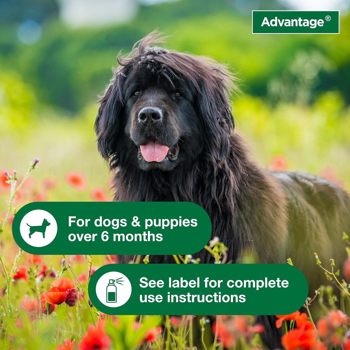 Detailed view of Advantage dog flea spray usage instructions label