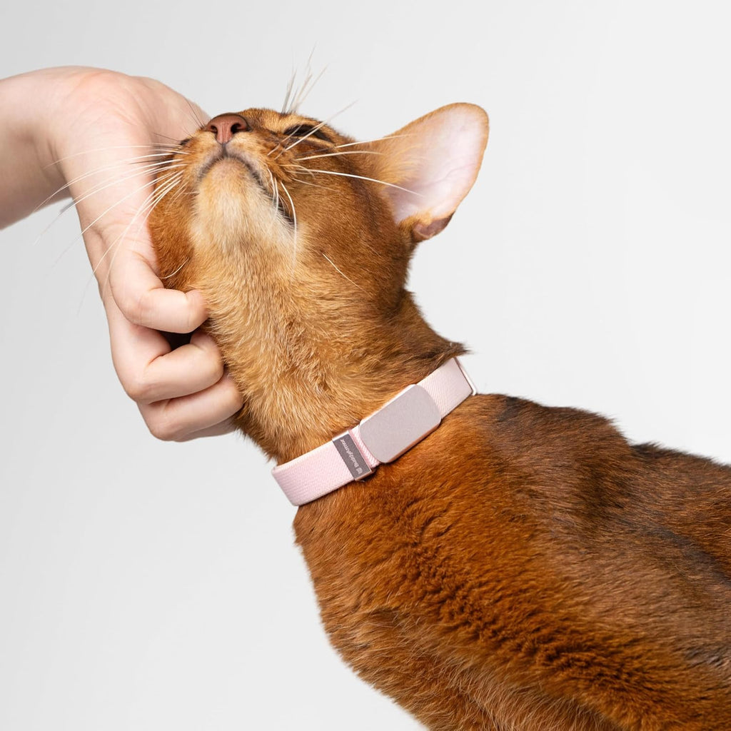 BuddyArmor durable lightweight kitten name tag product view