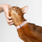 BuddyArmor durable lightweight kitten name tag product view