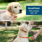 Small and medium size dog wearing wondercide collar