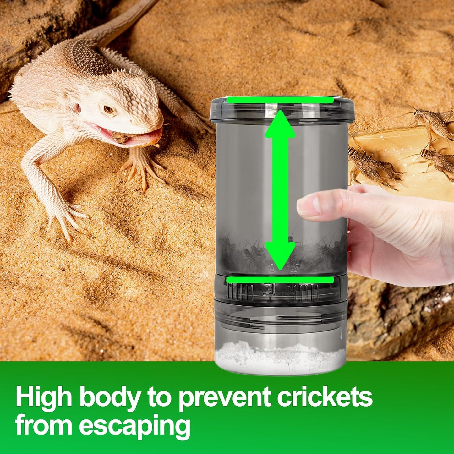 Bearded dragon gecko insect feeder close up